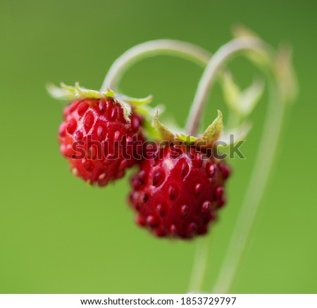 Similar – Image, Stock Photo cranberry wild strawberry