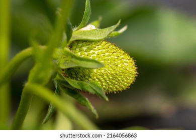 Strawberry Bush In Growing At Garden. Sunset Light. Smart Agriculture, Farm, Technology Concept