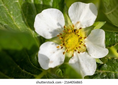 Strawberry Bush In Growing At Garden. Sunset Light. Smart Agriculture, Farm, Technology Concept