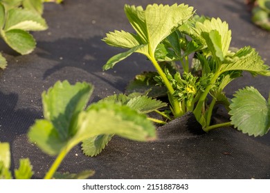 Strawberry Bush In Growth At Garden. Sunset Light. Smart Agriculture, Farm, Technology Concept