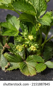 Strawberry Bush In Growth At Garden. Sunset Light. Smart Agriculture, Farm, Technology Concept