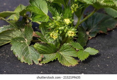 Strawberry Bush In Growth At Garden. Sunset Light. Smart Agriculture, Farm, Technology Concept