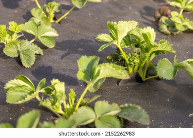 Strawberry Bush In Growth At Garden. Sunset Light. Smart Agriculture, Farm, Technology Concept