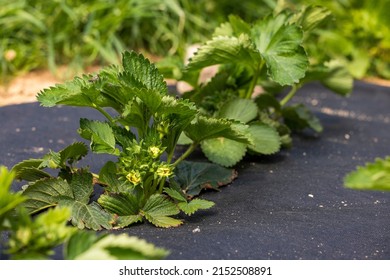 Strawberry Bush In Growth At Garden. Sunset Light. Smart Agriculture, Farm, Technology Concept