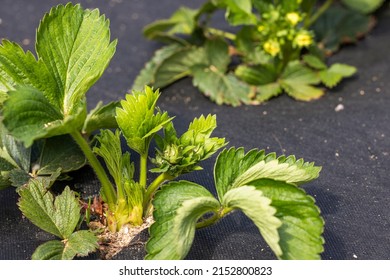 Strawberry Bush In Growth At Garden. Sunset Light. Smart Agriculture, Farm, Technology Concept