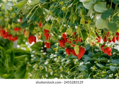 Strawberry bushes with ripe and unripe berries and flowers growing in greenhouse - Powered by Shutterstock