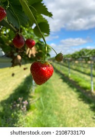 Strawberry Close Up At Picking Farm England UK