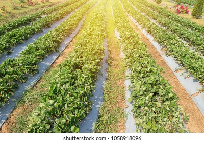 Strawberry crops in growth. Picture landscape of strawberry farm in the northern of Thailand - Shutterstock ID 1058918096