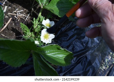 Strawberry cultivation  Artificial pollination of strawberries. When the flowers bloom in March, pollinate with a brush. It can be harvested 40 to 50 days after pollination. 