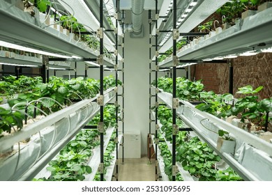 Strawberry cultivation in greenhouse using drip irrigation and LED phyto lamps. Mini-farm for growing berry of Fragaria in artificial soil, under growing light in hothouse. Vertical indoor farming.  - Powered by Shutterstock