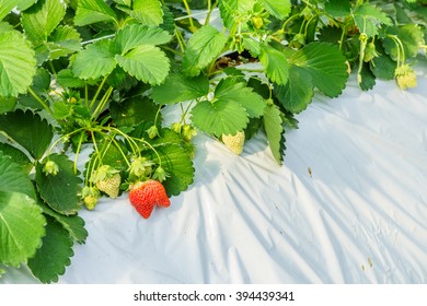 Strawberry cultivation using the plasticulture method. It is planted at indoor farm in Japan.