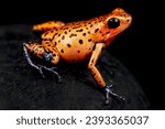 Strawberry dart frog (Oophaga pumilio) Cristobal