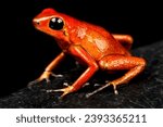 Strawberry dart frog (Oophaga pumilio) "El Dorado"