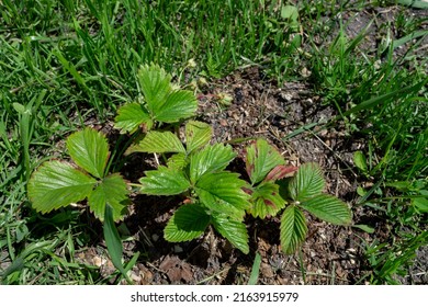 Strawberry Diseases Brown Spots On Strawberries Stock Photo 2163915979 ...