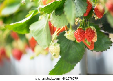 Strawberry in the farm