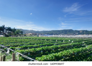 Strawberry Farm In Baguio Philippines