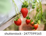 Strawberry farm in Cameron Highlands, Malaysia