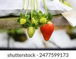 Strawberry farm in Cameron Highlands, Malaysia