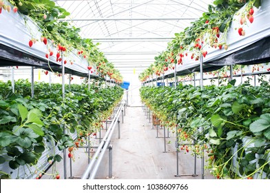 Strawberry Farm Growing Garden Fruits On The Branch At The Morning Light.Strawberry Fruit In Japan Hanging Way Tree.fresh Plant Food Garden Agriculture Field Nature Harvest Greenhouse Organic