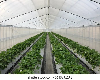 Eine Erdbeerfarm in Japan.