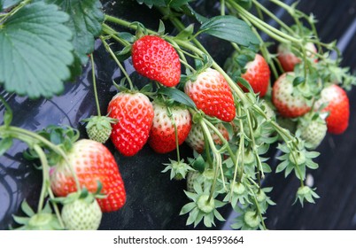 strawberry farm / korea