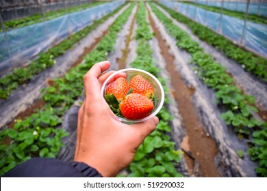 Strawberry Farm in Korea.