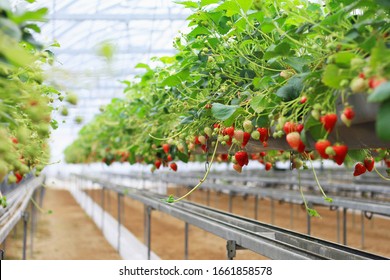 Strawberry farm planting in greenhouse, Fresh organic red berry antioxidant fruit, Modern agriculture growing method in japan. - Powered by Shutterstock