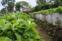 Strawberry Farm In Rejang Lebong District, Bengkulu Province, Indonesia. Strawberry Has The Scientific Name Fragaria Ananassa.