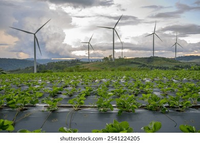 A strawberry farm scene is framed by verdant strawberry fields. Rows of raw, unripe strawberries stand on stalks. In the background is a wind farm. - Powered by Shutterstock