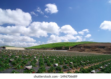 Strawberry Farm At South Bay, California USA