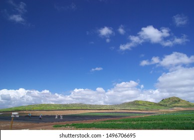 Strawberry Farm At South Bay, California USA