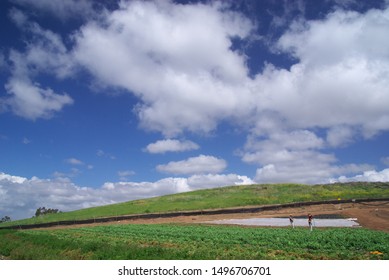 Strawberry Farm At South Bay, California USA