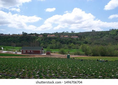 Strawberry Farm At South Bay, California USA