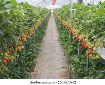 strawberry farm in south korea