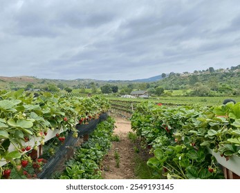 strawberry farm under a cloudy sky. Captures hydroponics. beauty of sustainable farming and nature in a peaceful countryside setting. A small farm structure can be seen in the background

 - Powered by Shutterstock