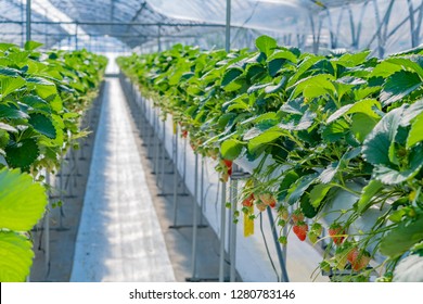 Strawberry farm of vinyl house - Shutterstock ID 1280783146