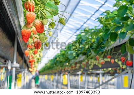 Similar – Image, Stock Photo Desserted greenhouse in a wild garden.