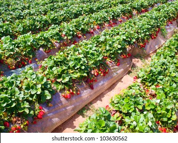 Strawberry Field