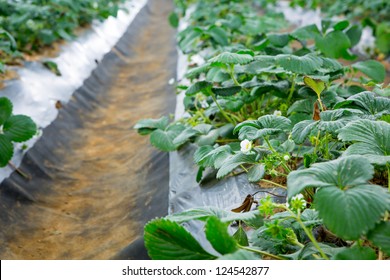 Strawberry field - Shutterstock ID 124542877