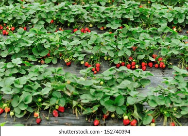 Strawberry Field