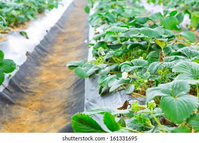 Strawberry field - Shutterstock ID 161331695