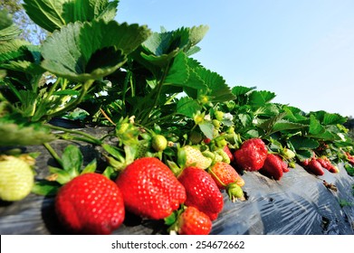 Strawberry Field