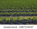 Strawberry field in bloom, Lumijoki Finland