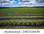 Strawberry field in bloom, Lumijoki Finland