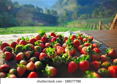 Strawberry in field Doi Angkhang , Chiangmai Thailand