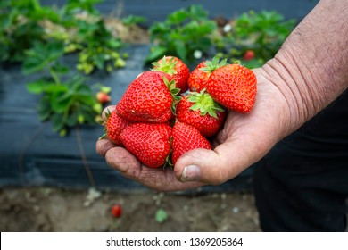 Strawberry Field, Greenhouse, humand hand in strawberry (Emiralem / Izmir / Turkey) - Shutterstock ID 1369205864