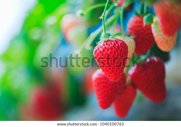 Strawberry field, no\
person