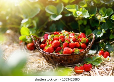 Strawberry field on fruit farm. Fresh ripe organic strawberry in white basket next to strawberries bed on pick your own berry plantation.