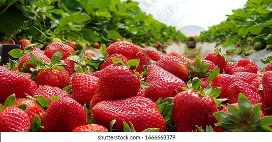 Strawberry field on fruit farm. Fresh ripe organic strawberry in basket - Powered by Shutterstock