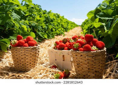 Strawberry field on fruit farm. Fresh ripe organic strawberry - Powered by Shutterstock